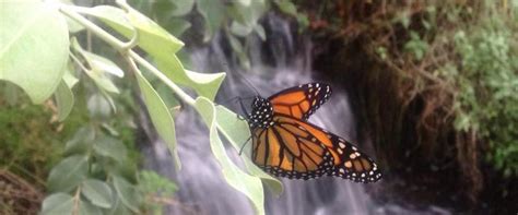 Stratford Butterfly Farm | Children's Farms