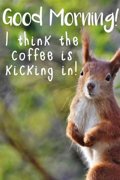 FUNNY MORNING COFFEE KICKIN IN MEME SQUIRREL IMAGE | Morning humor, Cat ...