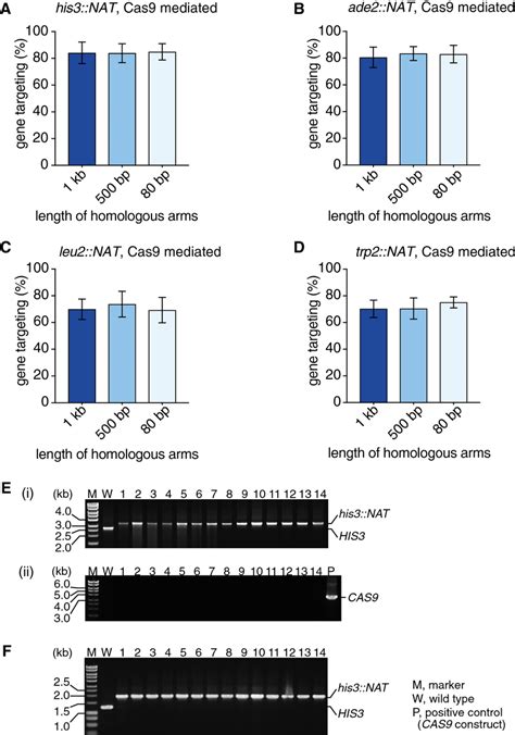 Cas9 expression promotes gene targeting. a–d Gene targeting fragments ...