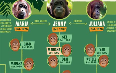 Borneo’s Orangutan Corridors: Family tree of the orangutans