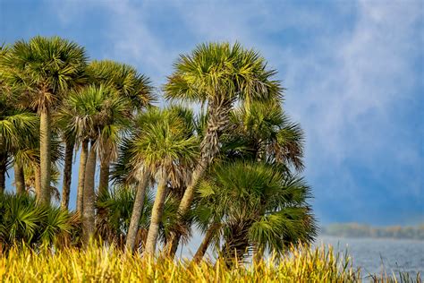 Lowcountry Landscapes – Jim Epper Photography