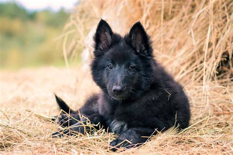 Long-Haired Belgian Malinois: Everything You Need to Know