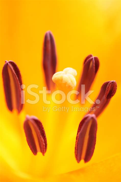 Lily Stamen Close Up Stock Photo | Royalty-Free | FreeImages