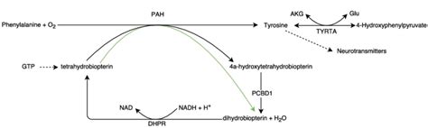 Scheme of the network surrounding phenylalanine hydroxylase (PAH) and... | Download Scientific ...