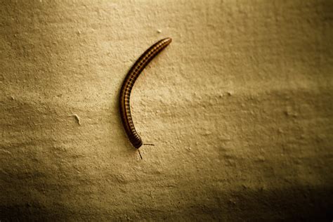 Brown worm | Flickr - Photo Sharing!