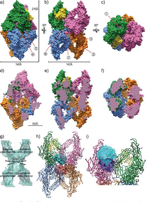 Figure 2 from The crystal structure of human α2-macroglobulin reveals a ...