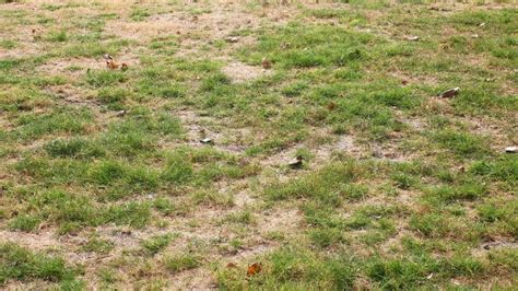 7 Signs Of Grubs On Lawn | Lawn Grub Symptoms