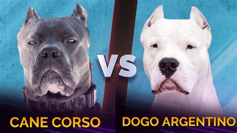 Dogo Argentino vs Cane Corso - Facts | Comparison - Dog Dwell