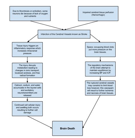 Cerebrovascular Accident ~ Nursing Path