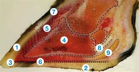 Cow Hoof: Anatomy, Problems, Trimming & Caring - Sand Creek Farm