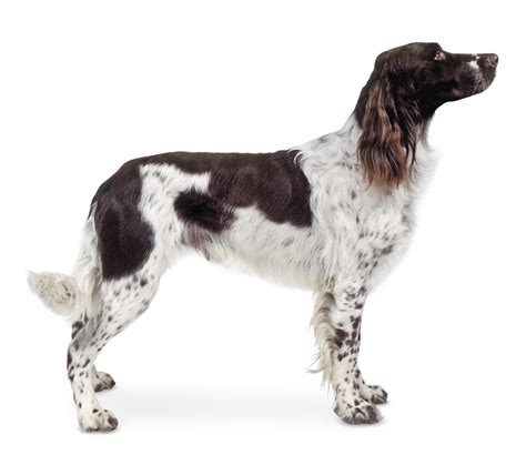 French Spaniel Dog Breed Pictures, Characteristics, & Facts