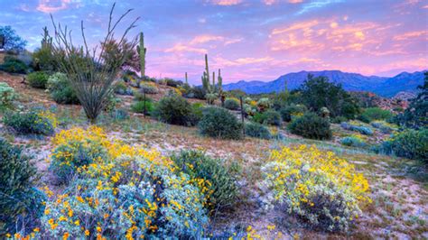 Rare 'Super Bloom' Brightens Up Deserts in California | Mental Floss