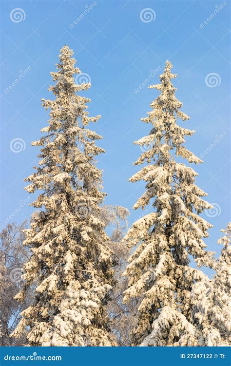 Spruce trees in winter stock photo. Image of nonurban - 27347122