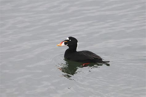 26 Birds in Maine - An Informative and Fun Local Wildlife Guide!