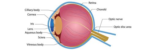 habilitar Mono Latón eye and brain anatomy Roux suelo recuerda