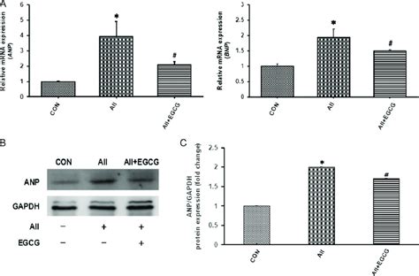 AII increases the expression levels of ANP and BNP (A) ANP and BNP mRNA... | Download Scientific ...