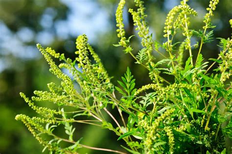 Ragweed Allergy | Causes, Symptoms & Treatment | ACAAI Public Website