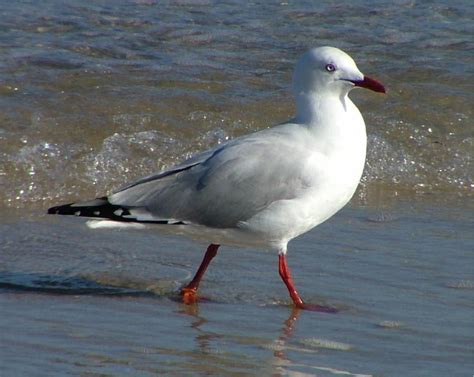 Silver Gull - Birds SA