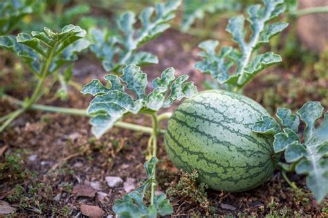 How Many Watermelons Per Plant - Tips On Thinning Watermelon Fruit ...