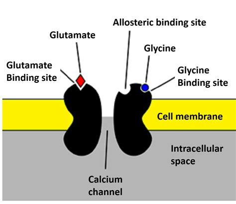 Cureus | A Review of the Mechanism of Antagonism of N-methyl-D ...