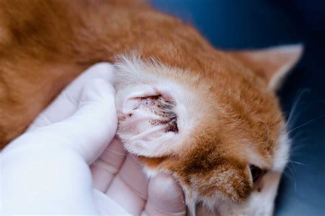 Ear Mites in Cats | Small Door Veterinary
