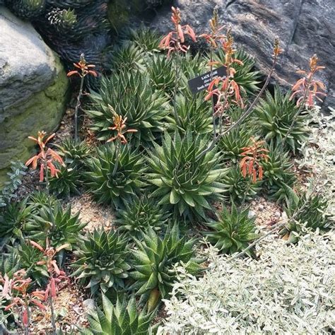 Lace Aloe | Star Nursery Garden and Rock Centers