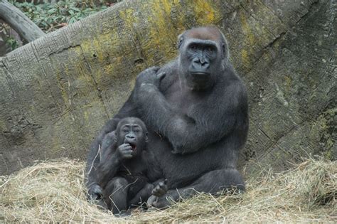 It's Playtime! Two Baby Gorillas Debut at Bronx Zoo - ZooBorns