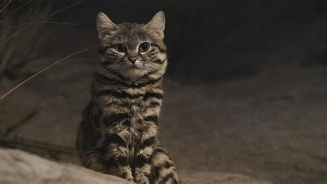 Black Footed Cat, Di Balik Tampangnya yang Imut Ternyata Kucing Ini Cukup Berbahaya, Lho! Intip ...