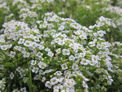 Alyssum | Plants, Alyssum, Fragrant plant