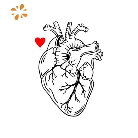 Anatomical heart SVG DXF PNG Heart svg, Human Heart Cricut C | Inspire Uplift