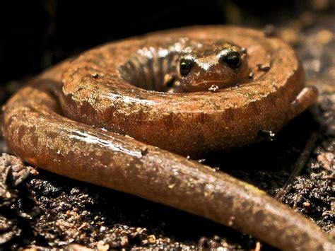 Plethodontidae - Lungless Salamanders