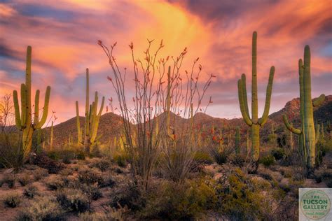 Tucson Mountain Park Sunset - The Tucson Gallery