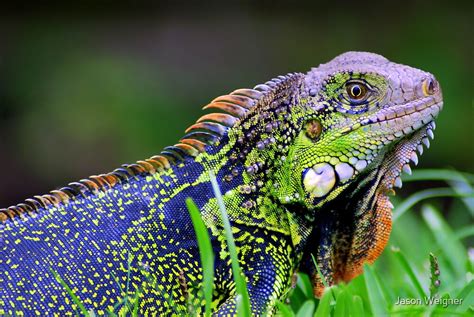 "Green Iguana (Iguana iguana) - Costa Rica" by Jason Weigner | Redbubble