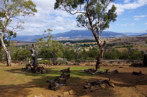 Bonorong Wildlife Sanctuary - Hobart 1streetover travel