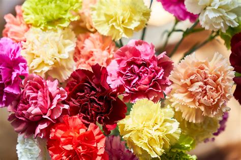 13 Top Varieties for Cut Flowers