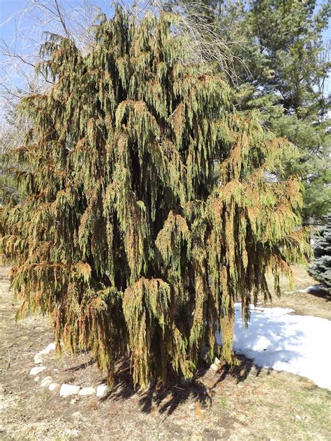 Owen Tree Service: SHOULD WINTER DAMAGED EVERGREENS BE PRUNED NOW?