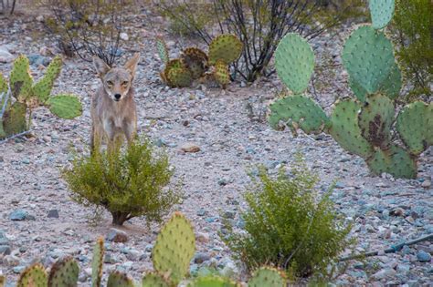 Kissack Adventures: Coyote .... Up Close And Personal