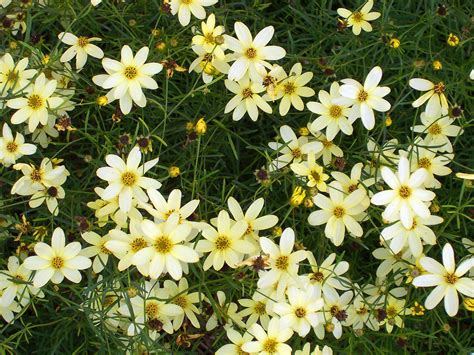 Coreopsis verticillata 'Moonbeam' - Riverside Garden Centre