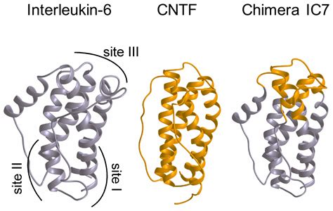 Using Chimeric Proteins to Fight Type II Diabetes - Science in the News