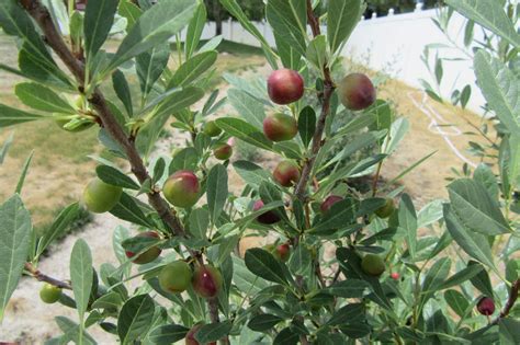 Mother Nature's Montrose Garden: Plant of the Month (July) : Western Sand Cherry – Prunus pumila ...