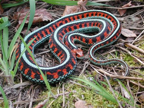 Red Sided Garter Snake | Snake, Beautiful snakes, Animals beautiful