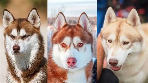 Husky Colors: 8 Colors a Siberian Husky’s Coat Can Be