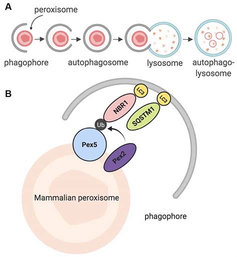 Frontiers | Peroxisomal Dysfunction in Neurological Diseases and Brain Aging