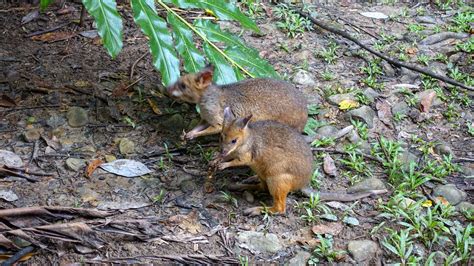 Mammals - Crater Lakes Rainforest Cottages - accommodation on the Atherton Tablelands, near ...