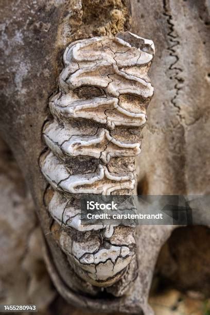 Elephant Molars In The Remains Of A Skull Stock Photo - Download Image ...