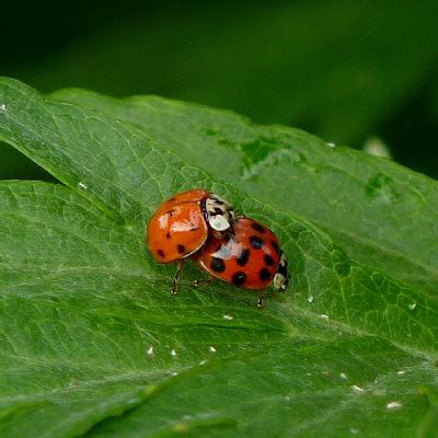 Dendroica: Life in a Mugwort Patch