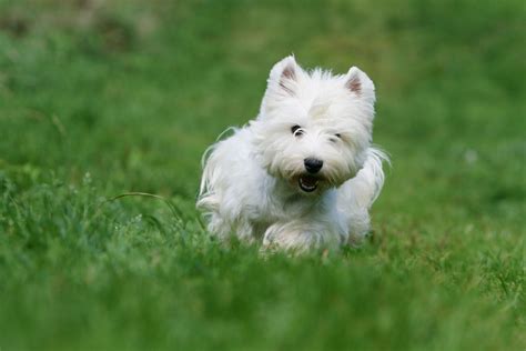 West Highland Terriers: The dogs that are clever, funny and inquisitive, with an irresistibly ...