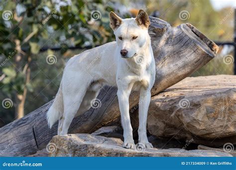 Alpine Dingo stock image. Image of dingo, nature, alpine - 217334009