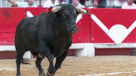 Spain Upholds Ban on ‘Historic’ Bull Torture | LIVEKINDLY