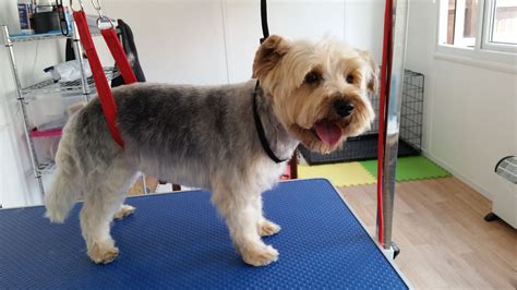 Fudge - yorkshire terrier cross jack russell after groom at Petchase | Dog grooming, Jack ...